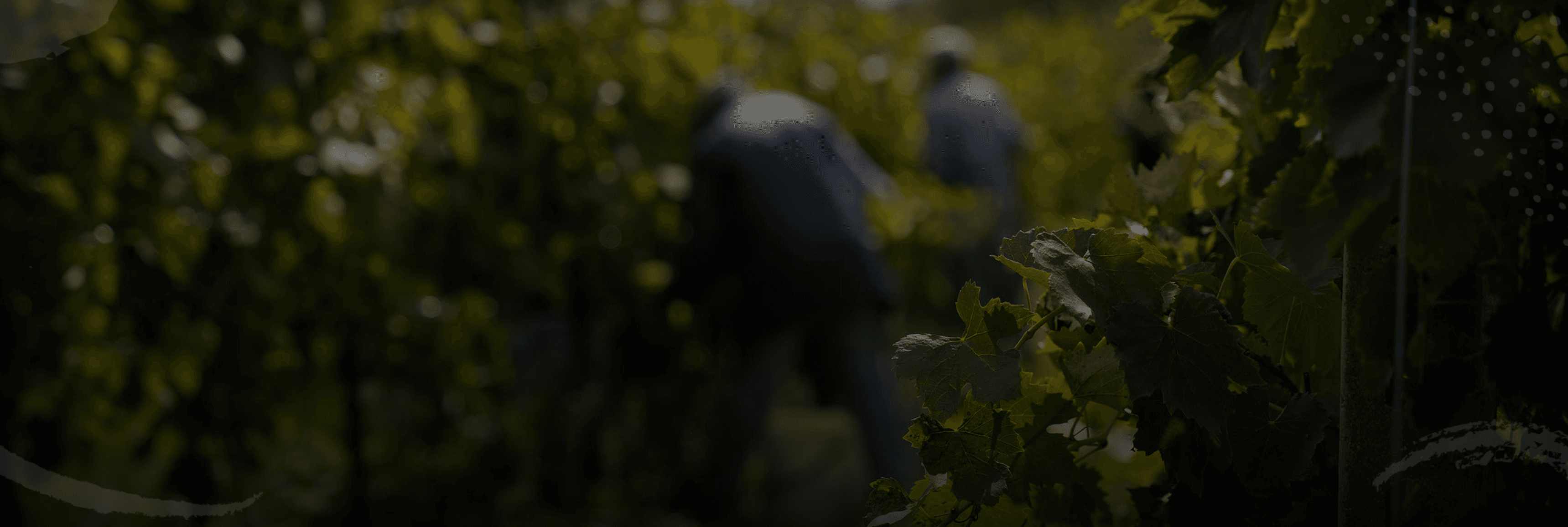 Domaine Gotto d'Oro - Les vignes