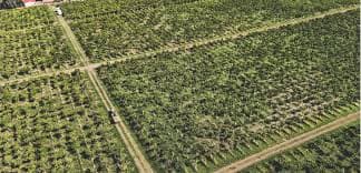 Domaine Vinea Domini - Latium